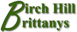 Birch Hill Brittanys words