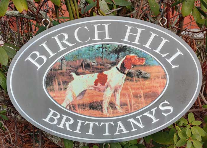 Birch Hill Brittanys